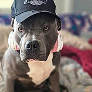Blaze a rejoint le concours — aidez-le/la à gagner de superbes lots ! animal, blanket, canine, cap, colorful, cute, dog, domestic_animal, ears, expression, face, floral_pattern, furniture, hat, headphones, indoor, pet, pitbull, portrait, sitting