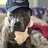 animal, blanket, canine, cap, colorful, cute, dog, domestic_animal, ears, expression, face, floral_pattern, furniture, hat, headphones, indoor, pet, pitbull, portrait, sitting
