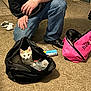 cat, kitten, backpack, open_bag, black_backpack, pink_bag, person, hands, jeans, carpet, indoor, shoe, socks, canister, floor, kneeling, cute, curious, home_interior, clutter