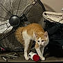 cat, kitten, orange_white_cat, fan, metal_fan, shelf, bottle, pens, folded_clothes, laundry, indoor, pet, curious, tabletop, household_items, portrait, wood_surface, accessory, clutter, closeup
