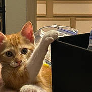 Leo joined the competition — help win amazing prizes! kitten, cat, orange_cat, white_paw, indoor, curious, pet, animal, feline, paw, cabinet, kitchen, countertop, plastic_bag, black_object, closeup, cute, young_cat, domestic_cat, playful