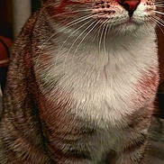 Griffin joined the competition — help win amazing prizes! cat, tabby, close_up, pet, animal, feline, whiskers, paws, fur, cute, domestic, indoor, alert, eyes, mammal, sitting, striped, soft, young, portrait