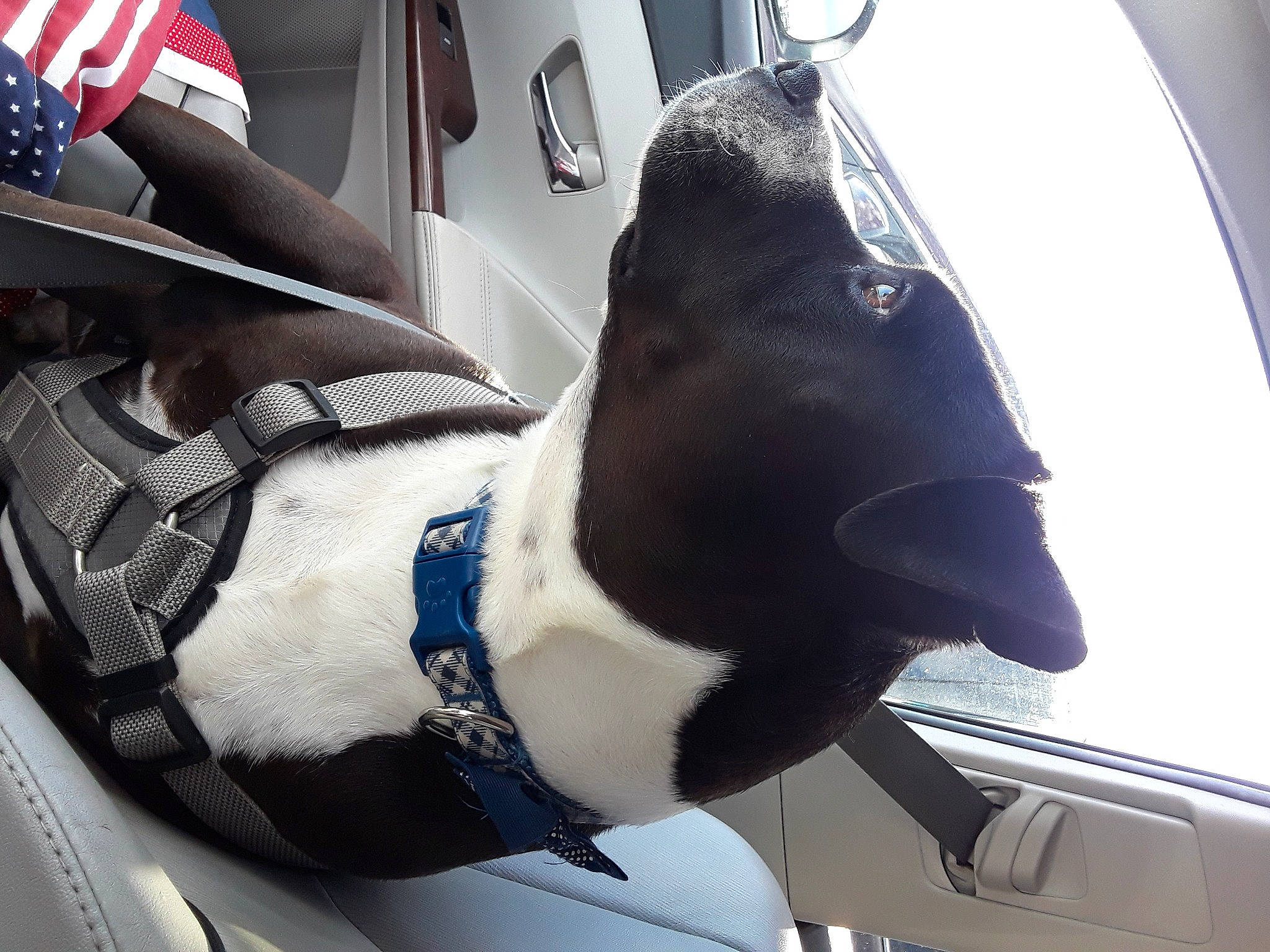 Lynkin is registered to the contest to win money with this photo: auto_part, automotive_exterior, automotive_window_part, boston_terrier, non_sporting_group