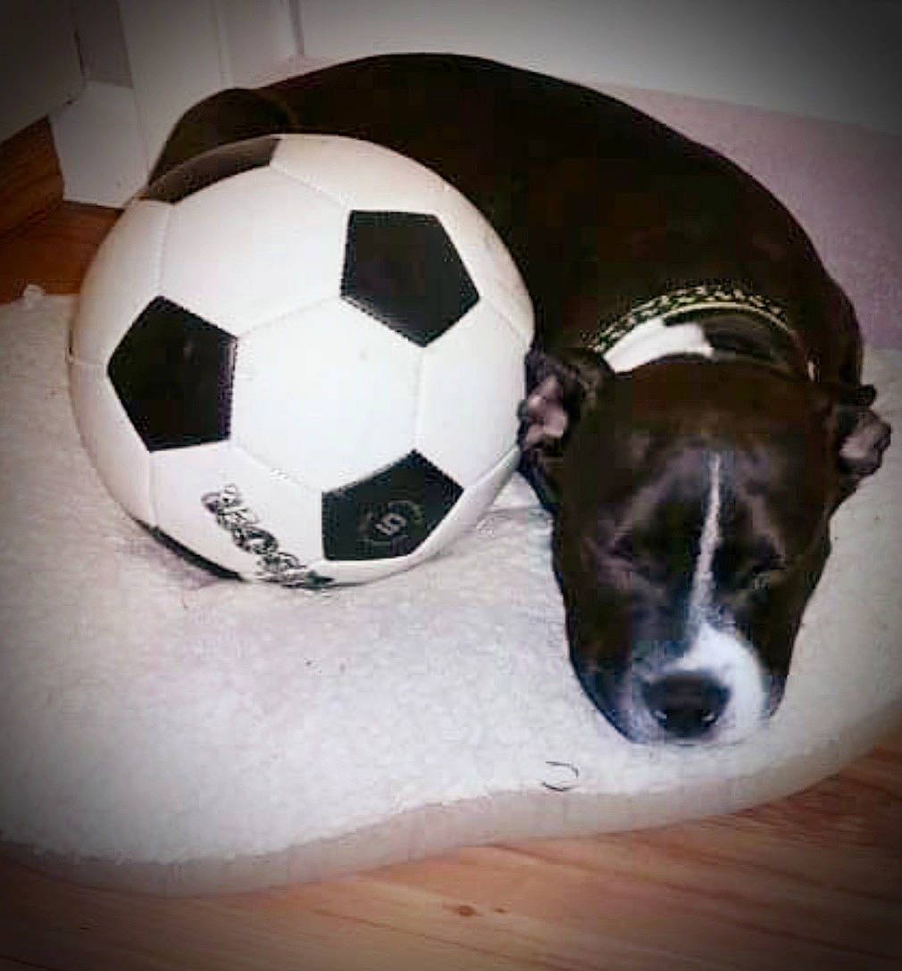 Lynkin is registered to the contest to win money with this photo: american_pit_bull_terrier, american_staffordshire_terrier, ball, boston_terrier, canidae, carnivore, companion_dog, dog, dog_breed, football, jack_russell_terrier, non_sporting_group, pit_bull, puppy, snout, soccer_ball, sports_equipment, terrier
