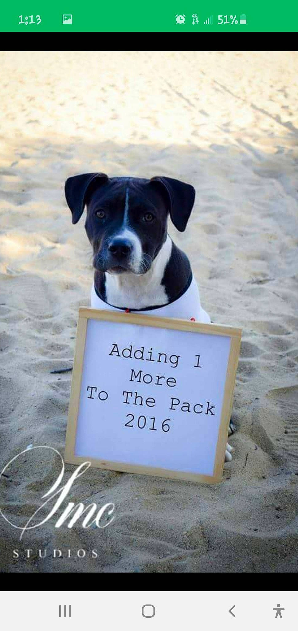 Lynkin joined the competition — help win amazing prizes! canidae, carnivore, dog, dog_breed, pointer, sporting_group