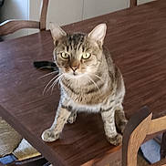 Charly a rejoint le concours — aidez-le/la à gagner de superbes lots ! cat, tabby_cat, pet, animal, sitting, dining_table, wooden_table, chairs, kitchen, home, indoor, portrait, whiskers, ears, striped_fur, green_eyes, serious_expression, furniture, dining_room, domestic_animal