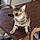 Charly