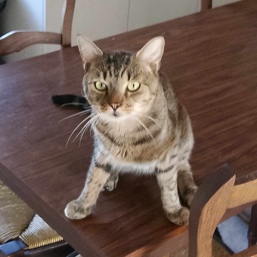 Charly a rejoint le concours — aidez-le/la à gagner de superbes lots ! cat, tabby_cat, pet, animal, sitting, dining_table, wooden_table, chairs, kitchen, home, indoor, portrait, whiskers, ears, striped_fur, green_eyes, serious_expression, furniture, dining_room, domestic_animal