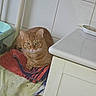 cat, orange_tabby, towel, indoor, tile_wall, pet, feline, resting, domestic_animal, household, curious, cozy, fur, whiskers, ears, eyes, floor, cabinet, laundry_basket, quiet