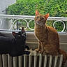 Garfield participe au concours pour gagner de l'argent avec cette photo : cat, black_cat, ginger_cat, radiator, window, greenery, house, roof, sky, cloud, curious, pet, indoor, daylight, animal, feline, looking_up, domestic, two_cats, window_view