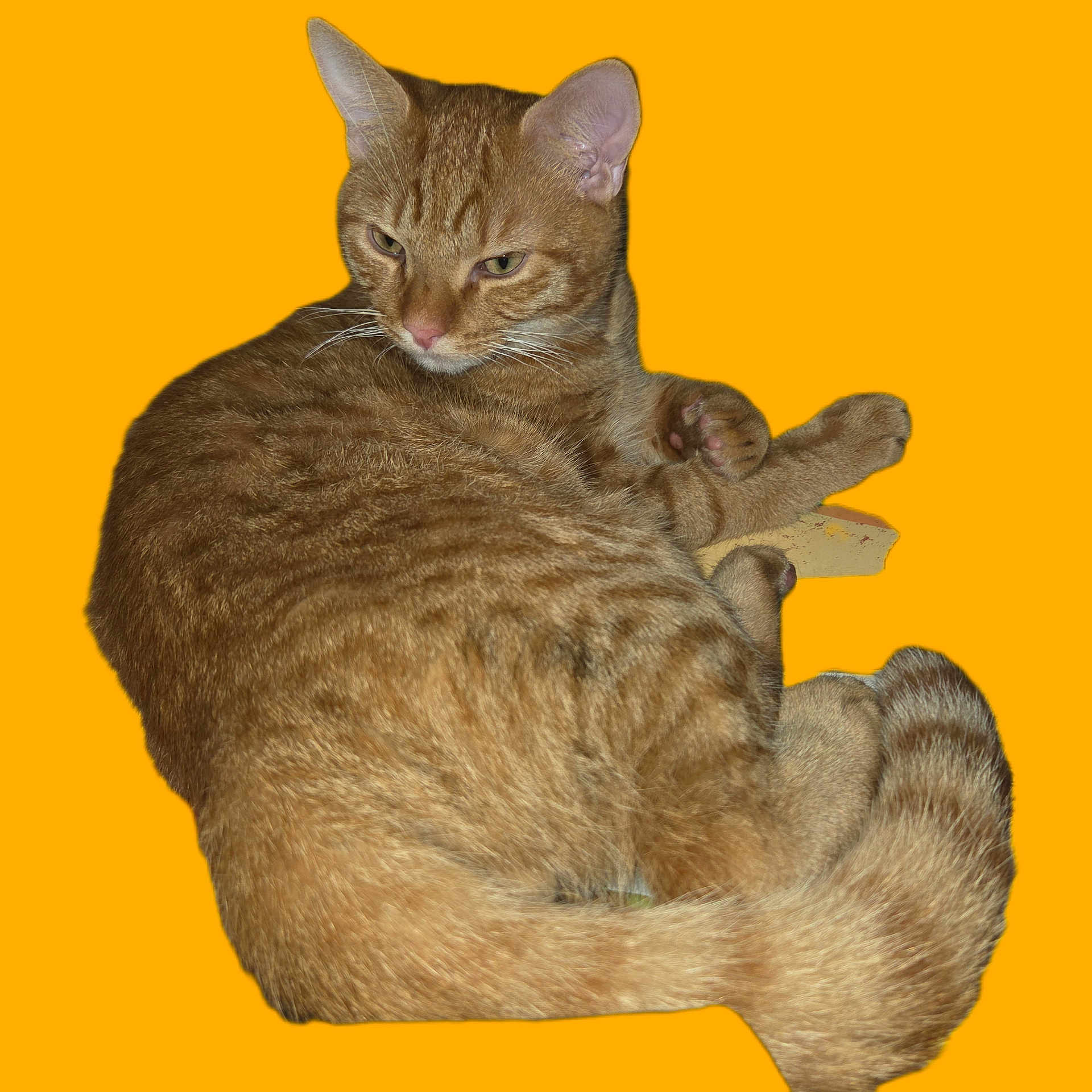 Garfield participe au concours pour gagner de l'argent avec cette photo : cat, ginger_cat, feline, pet, animal, fur, whiskers, ears, tail, relaxed, orange_background, domestic_cat, portrait, cute, sleepy, close_up, mammal, indoor, resting, paw
