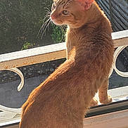 Garfield participe au concours pour gagner de l'argent avec cette photo : cat, orange_cat, window, sunlight, outdoor, fence, greenery, car, parked_car, pet, animal, curious, standing, domestic, balcony, daylight, tail, ears, whiskers, fur
