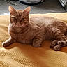 Garfield a rejoint le concours — aidez-le/la à gagner de superbes lots ! cat, ginger_cat, orange_tabby, feline, pet, animal, lying_down, lounging, bed, blanket, quilt, indoors, home, living_room, whiskers, ears, paws, fur, portrait, relaxed