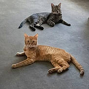 Garfield a rejoint le concours — aidez-le/la à gagner de superbes lots ! cat, cats, orange_cat, tabby_cat, feline, pet, animal, lying_down, relaxed, indoors, floor, gray_floor, striped_fur, orange_fur, upright_ears, whiskers, portrait, front_view, background, household_item