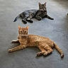 cat, cats, orange_cat, tabby_cat, feline, pet, animal, lying_down, relaxed, indoors, floor, gray_floor, striped_fur, orange_fur, upright_ears, whiskers, portrait, front_view, background, household_item
