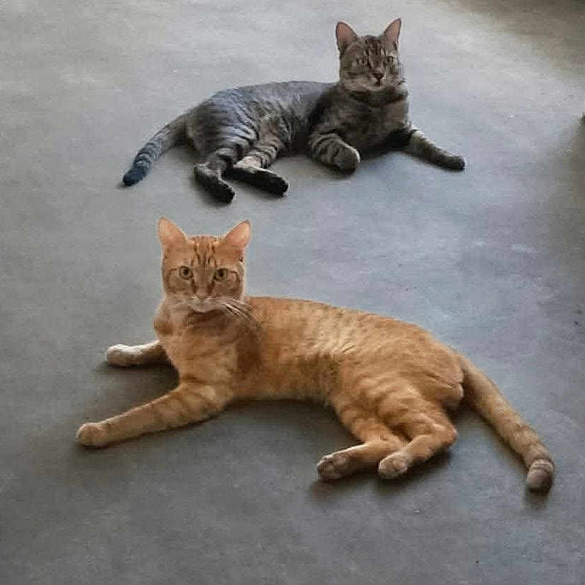 Garfield a rejoint le concours — aidez-le/la à gagner de superbes lots ! cat, cats, orange_cat, tabby_cat, feline, pet, animal, lying_down, relaxed, indoors, floor, gray_floor, striped_fur, orange_fur, upright_ears, whiskers, portrait, front_view, background, household_item