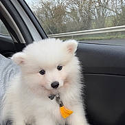 Hina a rejoint le concours — aidez-le/la à gagner de superbes lots ! puppy, dog, white_fur, fluffy, collar, yellow_tassel, car_interior, window, trees, cloudy_sky, person, lap, cute, pet, animal, young_dog, indoors, seat, black_fabric, gray_sleeve