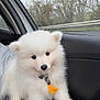 puppy, dog, white_fur, fluffy, collar, yellow_tassel, car_interior, window, trees, cloudy_sky, person, lap, cute, pet, animal, young_dog, indoors, seat, black_fabric, gray_sleeve