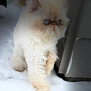 Bubba joined the competition — help win amazing prizes! animal, blue_eyes, cat, cold, cream_color, curious, domestic_animal, fluffy, fur, house, mammal, nature, outdoor, pet, side_view, snow, snowflakes, walking, whiskers, winter