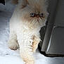 animal, blue_eyes, cat, cold, cream_color, curious, domestic_animal, fluffy, fur, house, mammal, nature, outdoor, pet, side_view, snow, snowflakes, walking, whiskers, winter