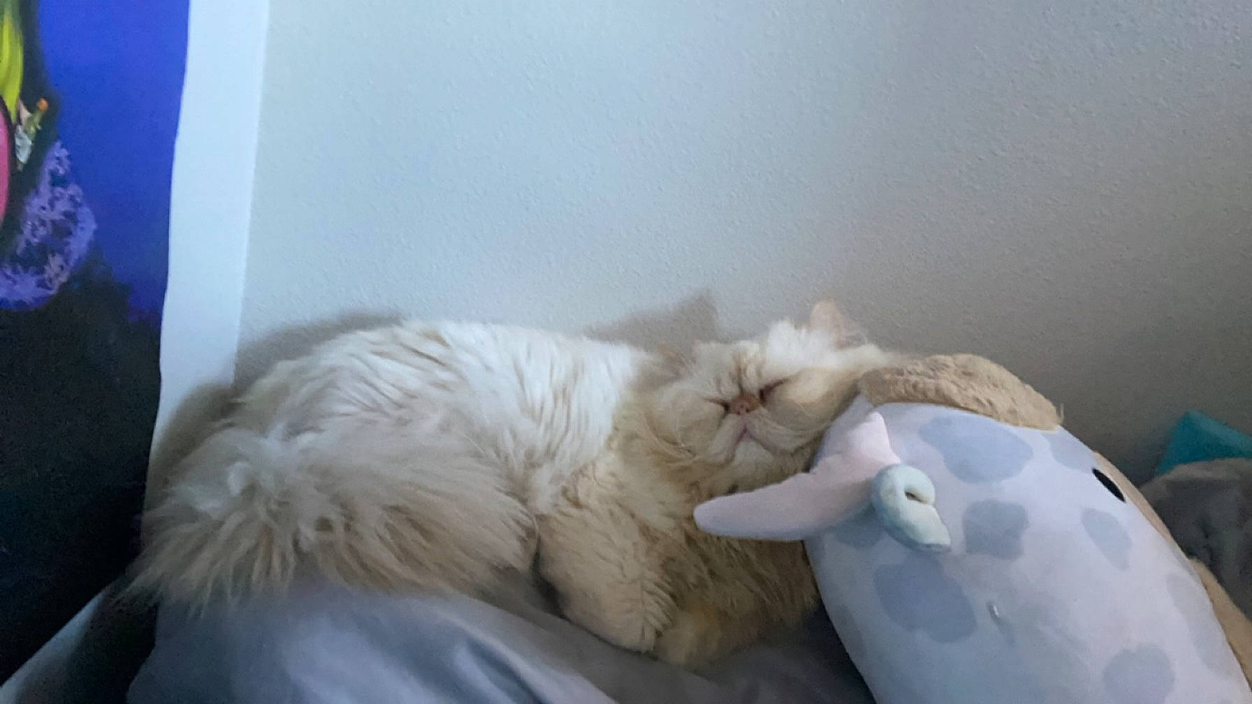 Bubba is registered to the contest to win money with this photo: bed, bed_sheet, bedding, carnivore, cat, cat_supply, comfort, felidae, fur, linens, nap, paw, room, small_to_medium_sized_cats, tail, whiskers