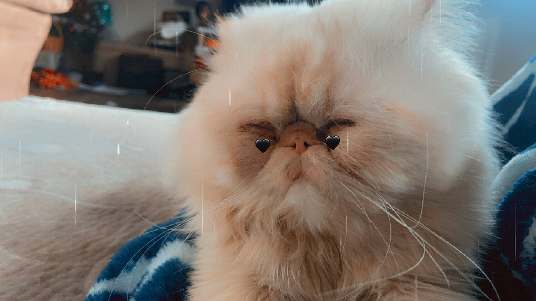 Bubba joined the competition — help win amazing prizes! carnivore, cat, fawn, felidae, fur, persian, small_to_medium_sized_cats, snout, whiskers