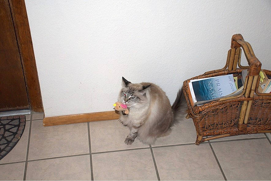 Smokey joined the competition — help win amazing prizes! bag, carnivore, cat, comfort, domestic_short_haired_cat, fawn, felidae, flooring, fur, grey, hardwood, home_accessories, house, luggage_and_bags, room, sitting, small_to_medium_sized_cats, tail, whiskers, wood