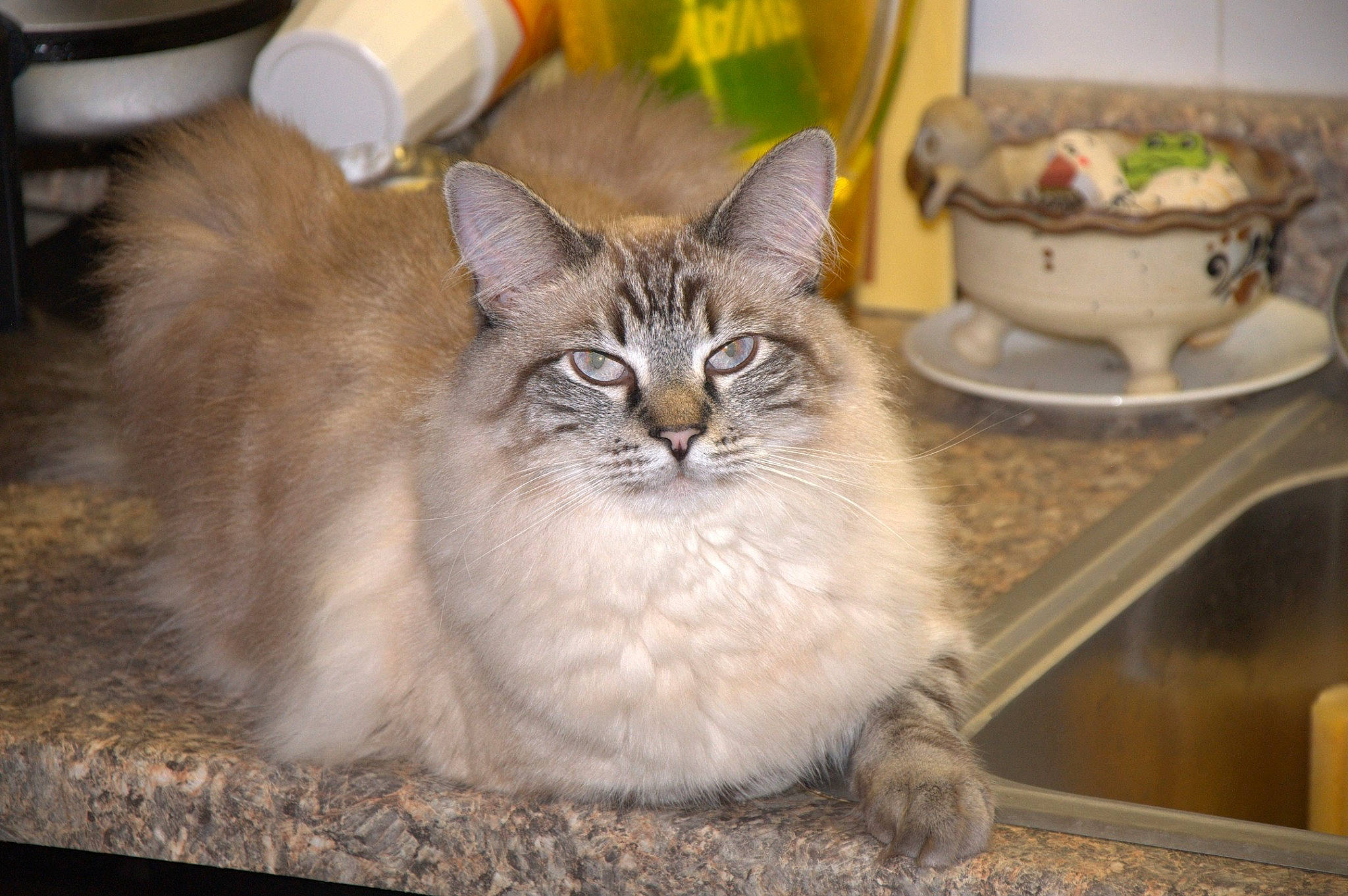 Smokey joined the competition — help win amazing prizes! asian, asian_semi_longhair, british_semi_longhair, carnivore, cat, domestic_long_haired_cat, domestic_short_haired_cat, european_shorthair, fawn, felidae, kitten, maine_coon, mammal, norwegian_forest_cat, ragamuffin, siberian, small_to_medium_sized_cats, whiskers