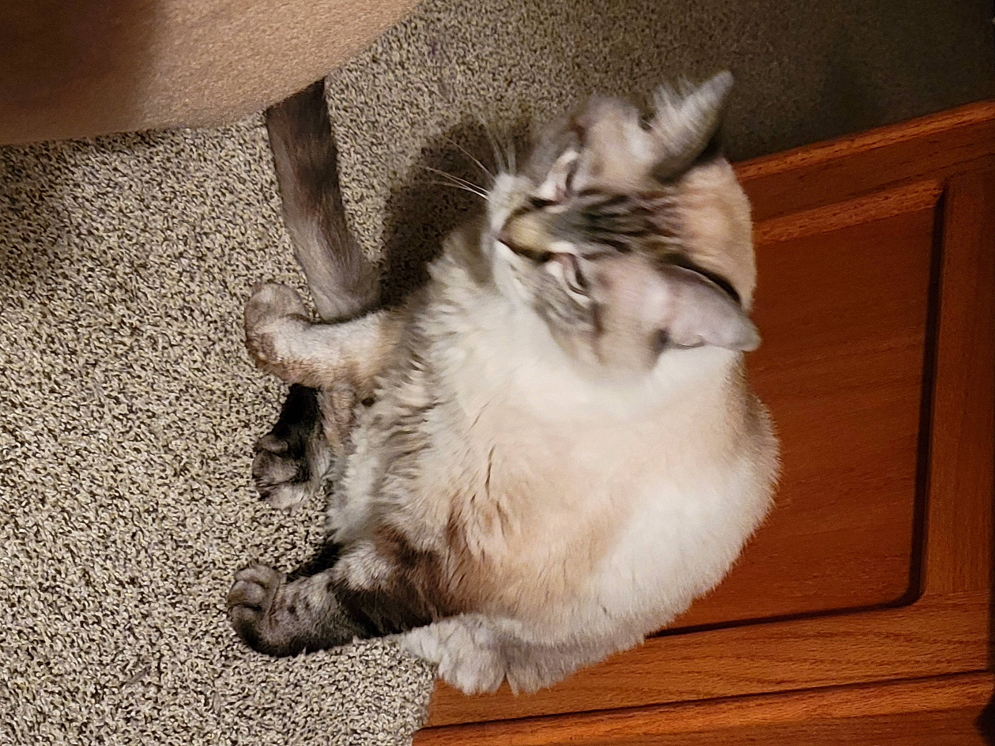 Smokey is registered to the contest to win money with this photo: carnivore, cat, claw, comfort, companion_dog, domestic_short_haired_cat, felidae, flooring, foot, fur, hardwood, human_leg, nap, paw, small_to_medium_sized_cats, snout, tail, terrestrial_animal, whiskers, wood