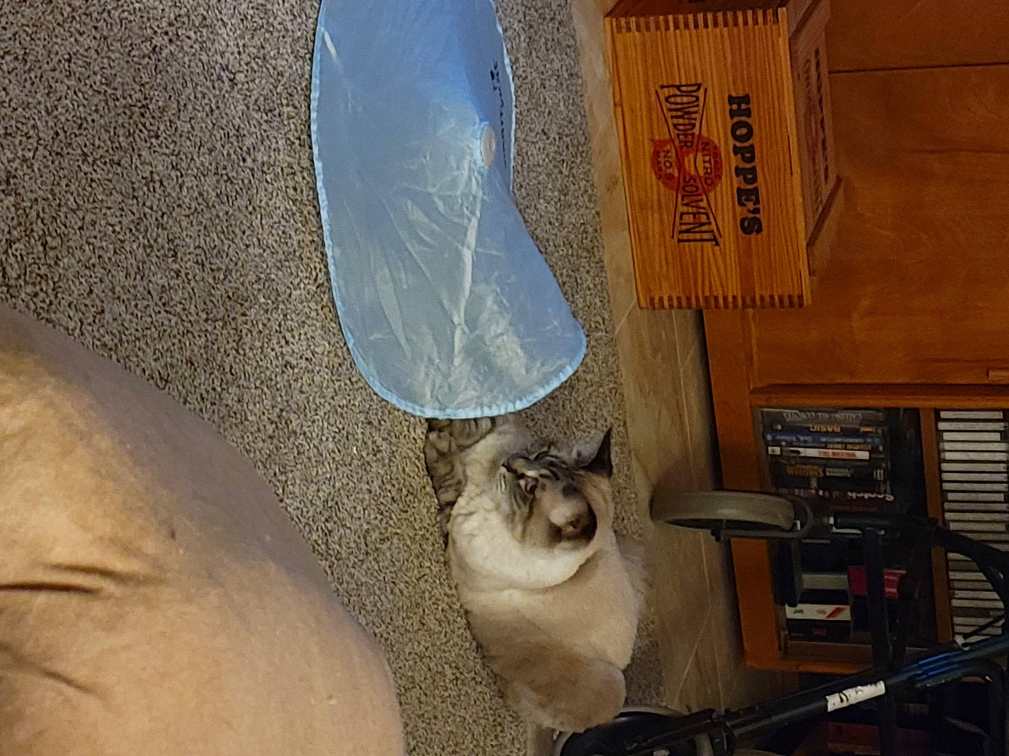 Smokey is registered to the contest to win money with this photo: box, cat, electrical_supply, electrical_wiring, fawn, felidae, fur, gas, human_leg, machine, siamese, small_to_medium_sized_cats, whiskers, wood