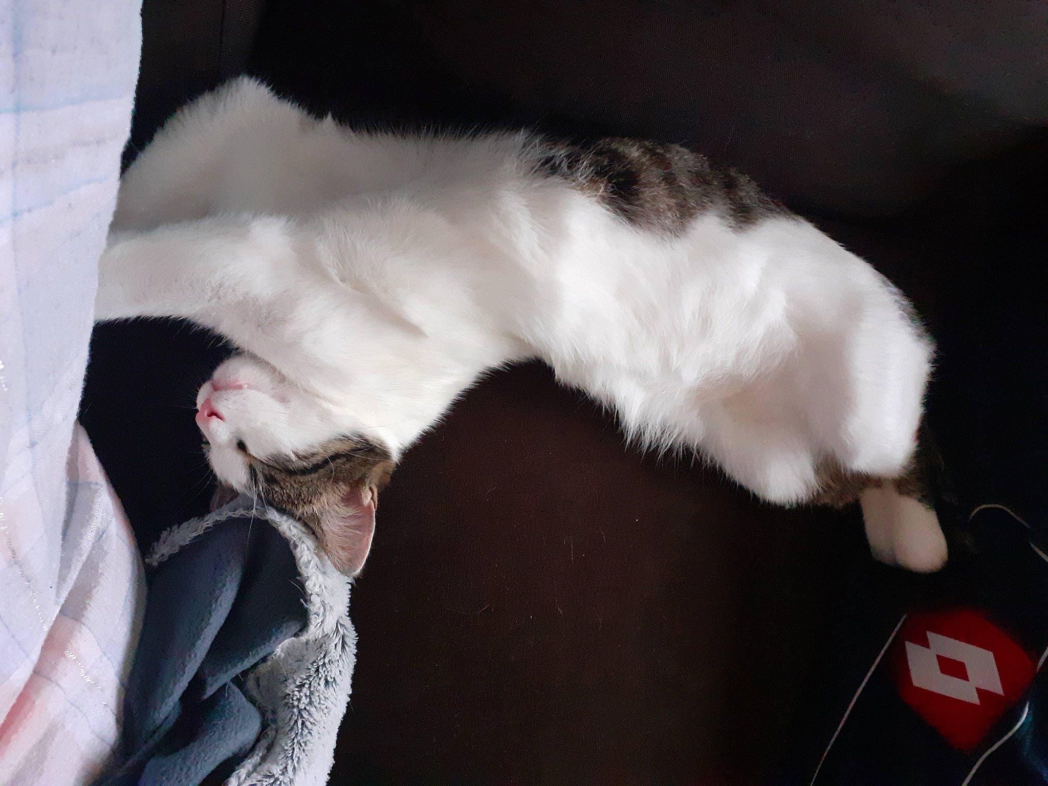 Peter a rejoint le concours — aidez-le/la à gagner de superbes lots ! carnivore, cat, claw, felidae, fur, kitten, leg, paw, polydactyl_cat, small_to_medium_sized_cats, tail, turkish_angora, whiskers