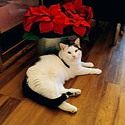 Alfred joined the competition — help win amazing prizes! animal, black_and_white_cat, cat, companion_animal, cozy, domestic_cat, feline, flooring, flower_pot, home_decor, houseplant, indoor, lying_down, pet, plant_pot, poinsettia, red_flowers, relaxed, resting, wooden_floor