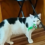 Alphie joined the competition — help win amazing prizes! cat, pet, feline, white_cat, black_spots, feather_toy, toy, indoor, hardwood_floor, stool, wood_paneling, standing, whiskers, paws, looking_at_camera, domestic, playful, cute, animal, portrait