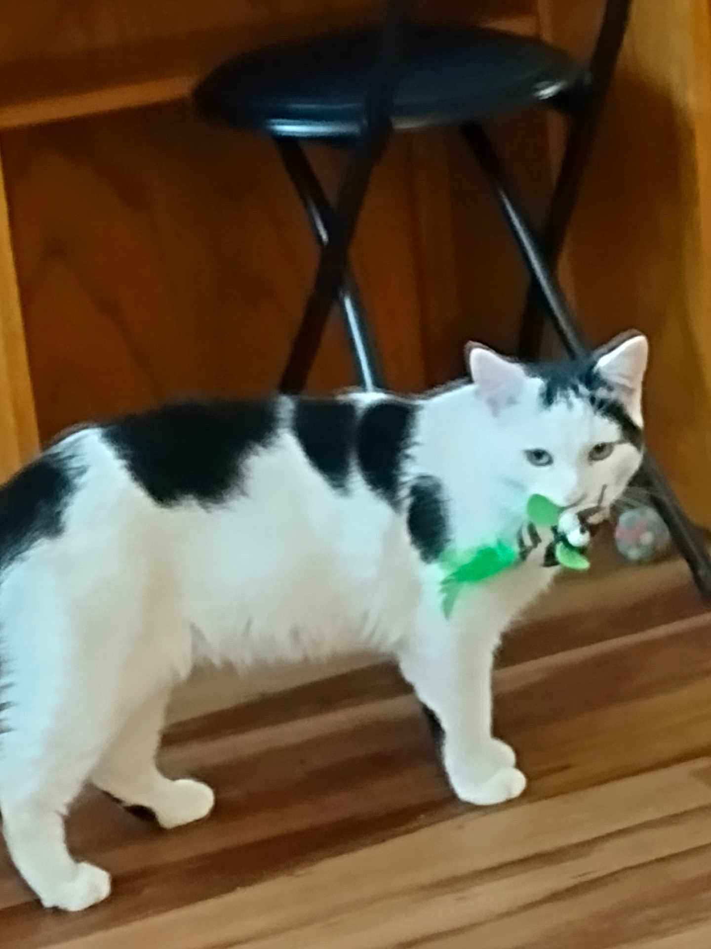 Alphie joined the competition — help win amazing prizes! cat, pet, feline, white_cat, black_spots, feather_toy, toy, indoor, hardwood_floor, stool, wood_paneling, standing, whiskers, paws, looking_at_camera, domestic, playful, cute, animal, portrait