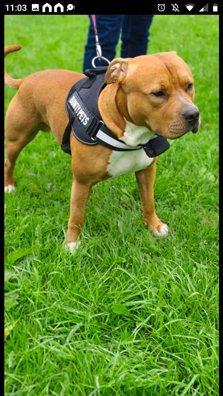 Zeus is registered to the contest to win money with this photo: animal_sports, ball, carnivore, collar, companion_dog, dog, dog_breed, dog_clothes, dog_collar, dog_supply, fawn, grass, hound, leash, obedience_training, pet_supply, plant, snout, sporting_group, working_animal