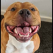 Zeus joined the competition — help win amazing prizes! art, ball, carnivore, companion_dog, dog, dog_breed, fawn, felidae, fur, paw, smile, snout, soccer_ball, sporting_group, stuffed_toy, terrestrial_animal, toy, whiskers, working_animal, wrinkle