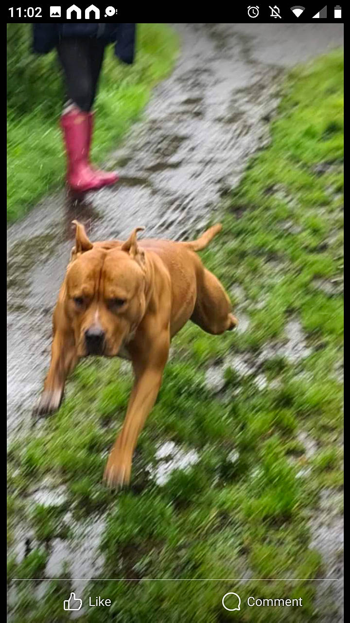 Zeus is registered to the contest to win money with this photo: carnivore, collar, companion_dog, dog, dog_breed, dog_collar, dog_supply, fawn, grass, guard_dog, hound, liver, paw, snout, sporting_group, tail, terrestrial_animal, walking, working_animal, working_dog