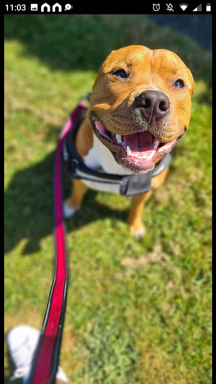 Zeus is registered to the contest to win money with this photo: canidae, carnivore, collar, companion_dog, dog, dog_breed, dog_collar, dog_supply, fawn, grass, guard_dog, happy, hound, leash, liver, pet_supply, plant, snout, sporting_group, working_dog