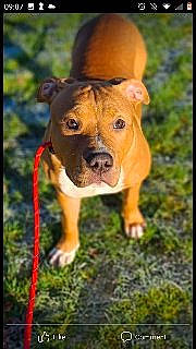 Zeus is registered to the contest to win money with this photo: canidae, carnivore, companion_dog, dog, dog_breed, eye, fawn, grass, liver, molosser, plant, puppy, snout, sporting_group, terrestrial_animal, whiskers, wildlife, wood, working_animal, working_dog