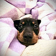Penelope joined the competition — help win amazing prizes! dog, blanket, cozy, snuggled, pet, fur, cute, animal, comfort, purple, white, small_dog, face, snout, ears, resting, indoors, warm, relaxed, soft