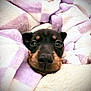 dog, blanket, cozy, snuggled, pet, fur, cute, animal, comfort, purple, white, small_dog, face, snout, ears, resting, indoors, warm, relaxed, soft