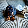 Penelope is registered to the contest to win money with this photo: puppy, dog, dachshund, black_and_tan, couch, blanket, indoor, pet, cute, animal, fur, paw, lying_down, close_up, portrait, young, looking, small, home, cozy