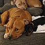 dog, couch, pet, brown_dog, black_dog, tan_dog, indoor, resting, relaxed, cozy, furniture, companion, animal, canine, laying_down, household, cute, friendship, domestic, snuggle