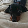 Penelope is registered to the contest to win money with this photo: puppy, dog, black, brown, blanket, bed, lying_down, cute, pet, indoor, closeup, young, ears, face, fur, animal, canine, resting, looking, soft