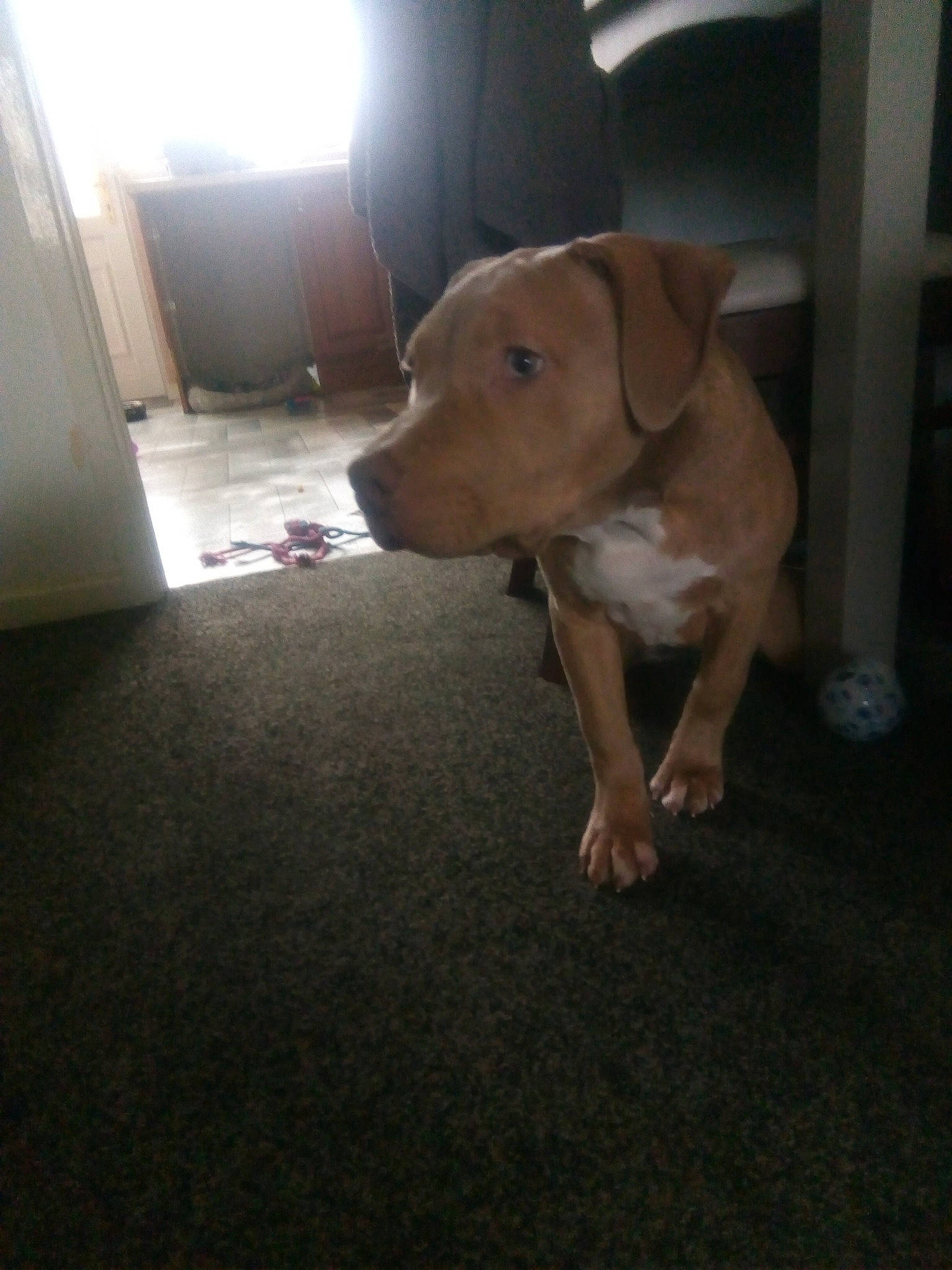 Athena joined the competition — help win amazing prizes! ball, canidae, carnivore, companion_dog, dog, dog_breed, fawn, floor, flooring, football, hardwood, liver, paw, plywood, retriever, snout, tail, whiskers, wood, working_animal