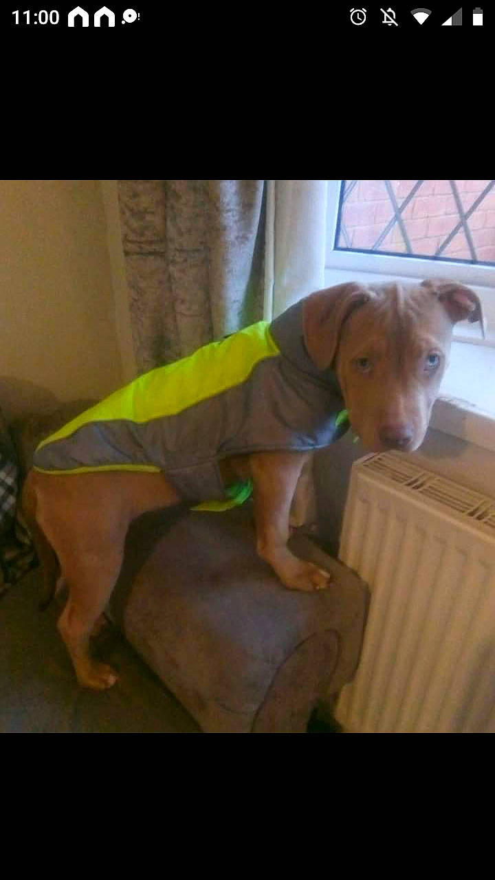 Athena joined the competition — help win amazing prizes! carnivore, chair, comfort, companion_dog, dog, dog_breed, dog_supply, elbow, fawn, flooring, human_leg, knee, pet_supply, sleeve, snout, sporting_group, t_shirt, thigh, wood, working_animal