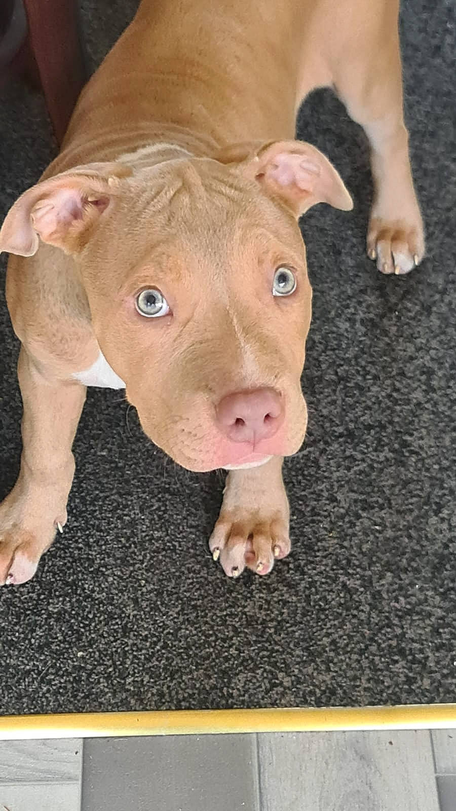 Athena joined the competition — help win amazing prizes! carnivore, dog_breed, fawn, fur, livestock, non_sporting_group, snout, suidae, terrestrial_animal, whiskers, working_animal, wrinkle