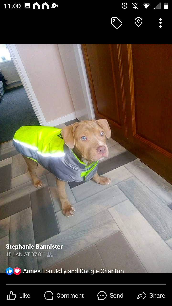 Athena joined the competition — help win amazing prizes! canidae, carnivore, companion_dog, dog, dog_breed, dog_clothes, dog_supply, door, fawn, floor, flooring, font, grass, hardwood, personal_protective_equipment, photo_caption, room, wood, wood_stain, working_animal