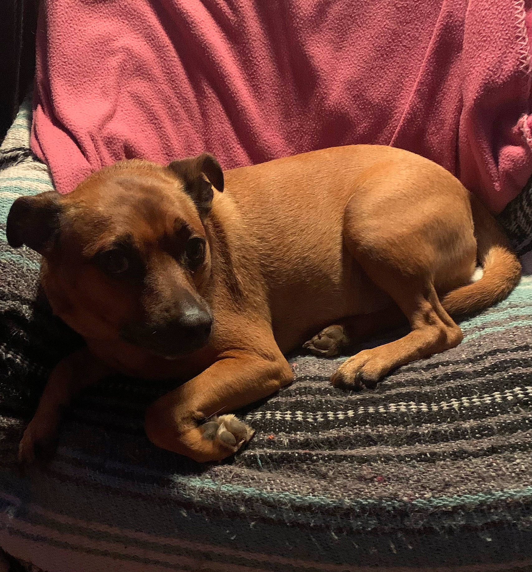 Ricky joined the competition — help win amazing prizes! canidae, carnivore, comfort, companion_dog, dog, dog_breed, dog_supply, linens, non_sporting_group, paw, sporting_group, terrestrial_animal, toy_dog, whiskers, wood, working_animal