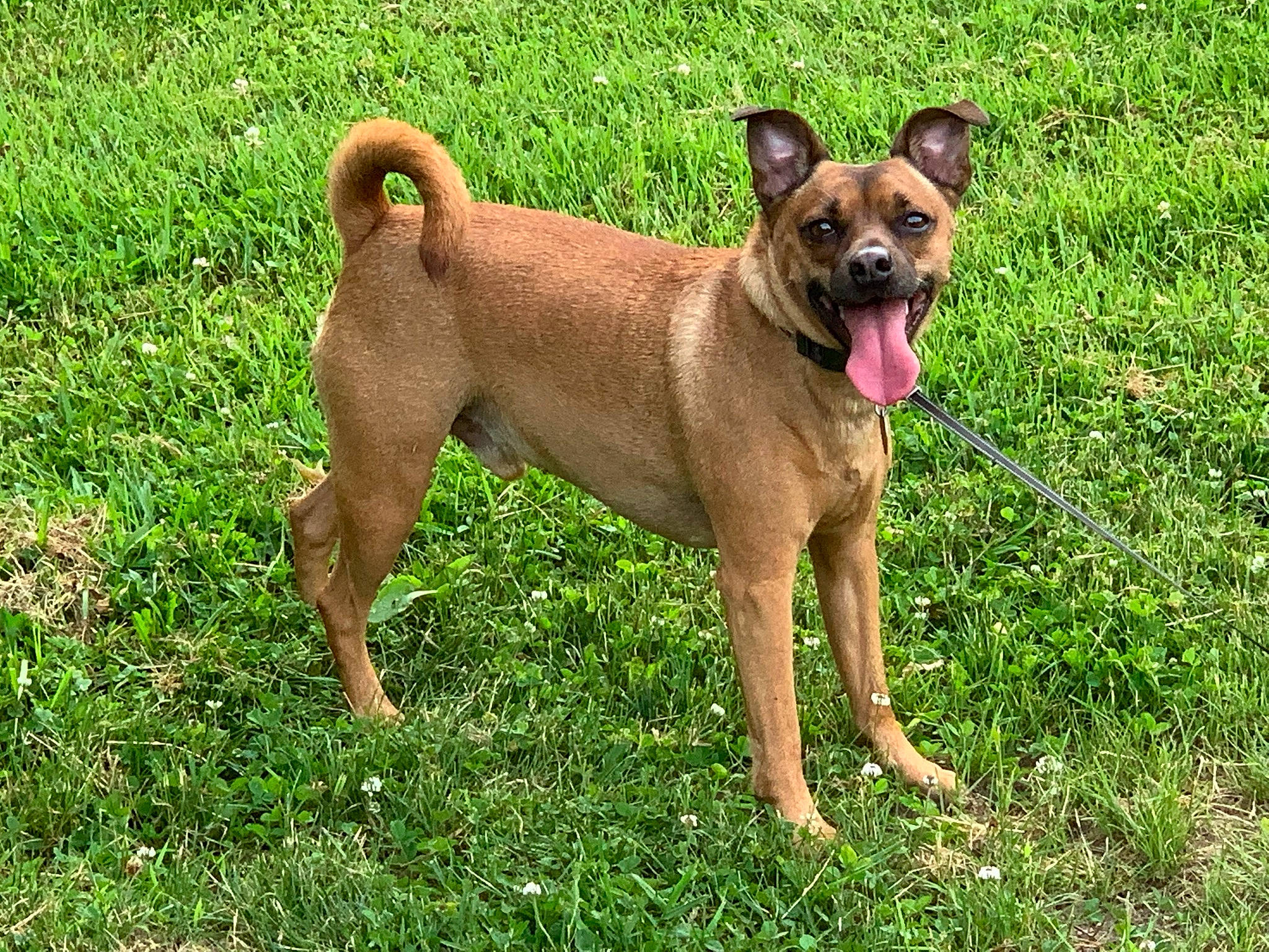 Ricky is registered to the contest to win money with this photo: ancient_dog_breeds, canidae, carnivore, collar, companion_dog, dog, dog_breed, dog_supply, fawn, grass, groundcover, liver, non_sporting_group, plant, snout, sporting_group, terrestrial_animal, working_animal, working_dog